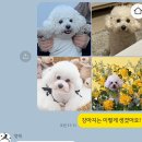 댕케 | [댕케]우리 강아지와 똑 닮은 반려동물생일케이크 댕케 후기 /강아지케이크택배 후기