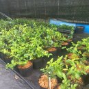 성목목장 이미지