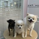 빙구네 애견미용실 네이버블로그
