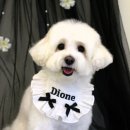 도그애견미용실 이미지