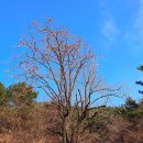 내연산치유의숲 티스토리