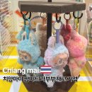 센트럴마트 | 태국 치앙마이 여행 센트럴 페스티벌 팝마트 위치 라부부 재고 가격 구입 후기