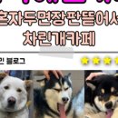 혼자두면 장판뜯어서 차린 개카페 이미지