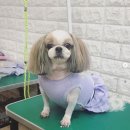강사모백화점 네이버블로그