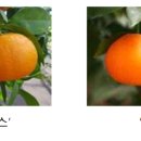 🍊 겨울 감귤 신세계! &#39;윈터프린스&#39;와 &#39;미래향&#39;의 모든 것 🍊