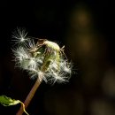 민들레홀씨 이미지