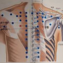 스킨트리 이미지