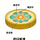 1.생물의 특성 - 3. 생물체의 유기적 구성 - (1) 식물체의 유기적 구성 이미지