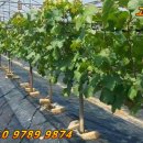 다대농장 이미지