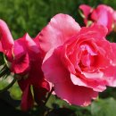 장미미장원 이미지