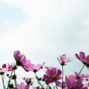 꽃썸 - 평택시 이충로35번길 28-22 | 꽃썸