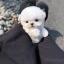 펫 갤러리아 이미지