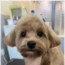 포블포블 | 명지애견호텔링 우리 아이에게 딱 맞춘 포블포블 경험담!