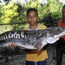 Schoolboy reels in giant snakehead fish 이미지