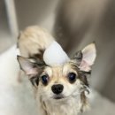 사람과 애견미용 이미지