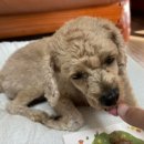 펫티시에 이미지