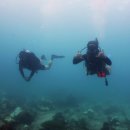 스위트 피피 이미지