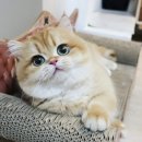 골든베니 이미지