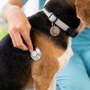 대곡동물병원 이미지