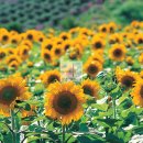 해바라기한의원 이미지