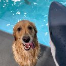 실내수영장 | 대형견 수영장 안 가면 손해 실내 애견수영장 후기