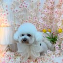 플라이봉 이미지