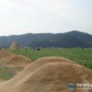 강원계분