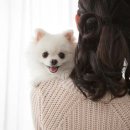 멍멍대학 이미지