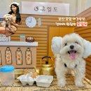 휴일 - 부평구 경원대로1417번길 15 | 부산 애견동반 강아지 찜질방 휴일도 부산점 대만족후기