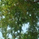 봉황자연휴양림 이미지