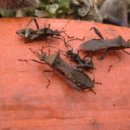 개미농장 이미지