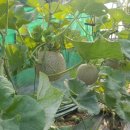 곡촌농장 네이버블로그