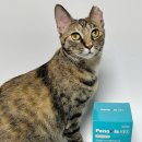 벳전문약국 이미지