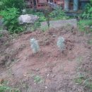 영인원예 이미지