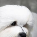꼬똥몽드 네이버블로그
