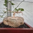 수원-0943 이미지