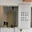놀러오개 애견유치원 애견호텔 동산점 네이버블로그