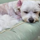 유니동물병원 이미지