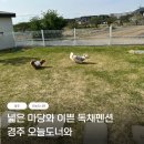 다다펜션 | [경주/애견동반펜션]오늘도너와 내돈내산 방문 후기