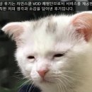 자인 | 자인스쿨 자소서 VOD 후기 / 취준 자소서 강의 추천