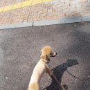 비비도리스 애견샵 네이버블로그