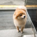 윤스강아지 이미지