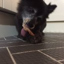 매일행복하개 이미지