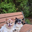 조이메디 | 간식처럼 맛있게 먹는 강아지 기관지&amp;관절 영양제 웰릿 메디포우 코코숨&amp;조이런 후기