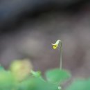 장백제비꽃 Viola biflora L. 이미지