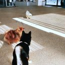 우다다댕산 | 대전에서 만난 반려견을 위한 천국, 우다다댕산 애견호텔