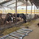 오산축사 이미지