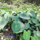 석봉 농장 이미지