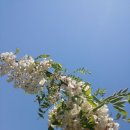 아카시아 이미지