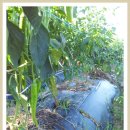 병현농장 이미지